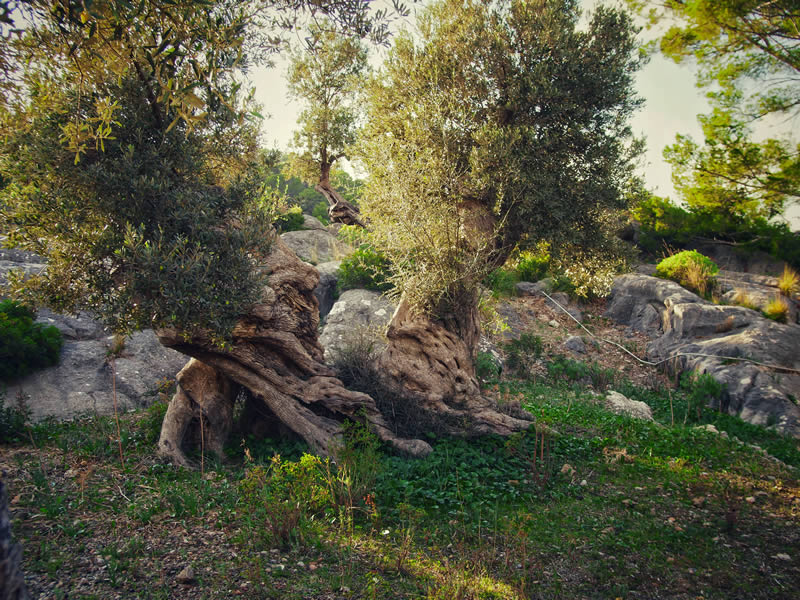 The Lovers Olive Tree