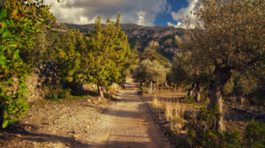 Olive Groves in Deia